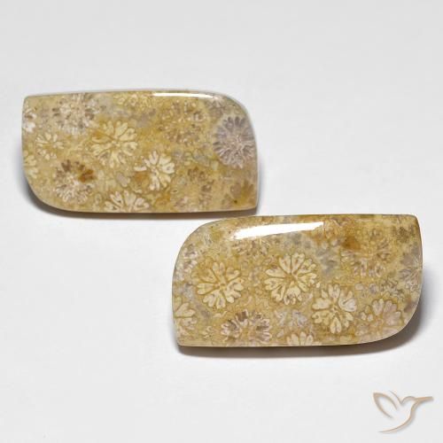 29.71ctw Naturale Multicolore Corallo fossile, Taglio a fantasia, Opaco