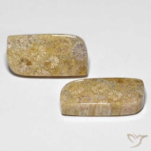 Gemme di Corallo fossile Multicolore naturale da 29.71 ct, Taglio a fantasia, Opaco