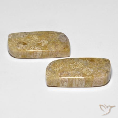 Gemme di Corallo fossile Multicolore naturale da 29.71 ct, Taglio a fantasia, Opaco