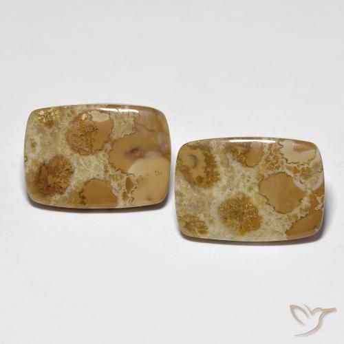 16.39ctw Naturale Multicolore Corallo fossile, Cuscino, Opaco