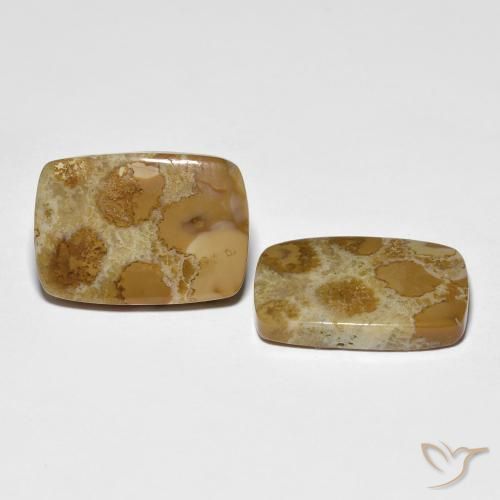 Gemme di Corallo fossile Multicolore naturale da 16.39 ct, Cuscino, Opaco
