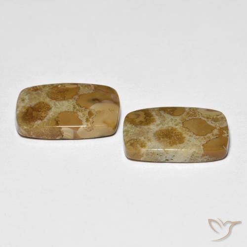 Gemme di Corallo fossile Multicolore naturale da 16.39 ct, Cuscino, Opaco