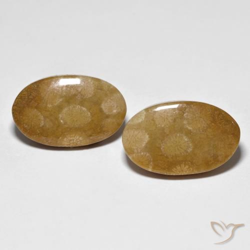 21.21ctw Naturale Multicolore Corallo fossile, Ovale, Opaco