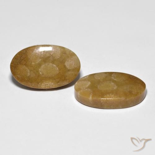 Gemme di Corallo fossile Multicolore naturale da 21.21 ct, Ovale, Opaco