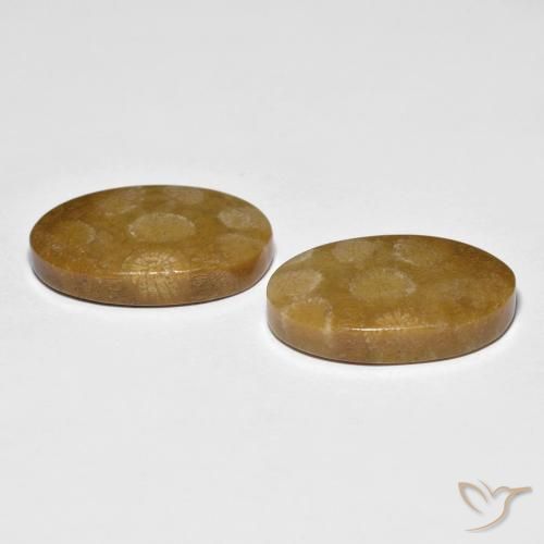 Gemme di Corallo fossile Multicolore naturale da 21.21 ct, Ovale, Opaco