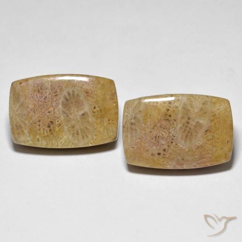 30.78ctw Naturale Multicolore Corallo fossile, Cuscino, Opaco