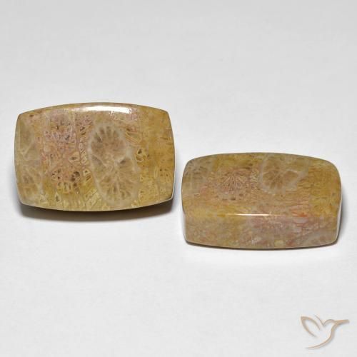 Gemme di Corallo fossile Multicolore naturale da 30.78 ct, Cuscino, Opaco