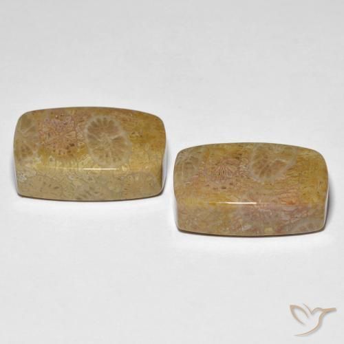 Gemme di Corallo fossile Multicolore naturale da 30.78 ct, Cuscino, Opaco