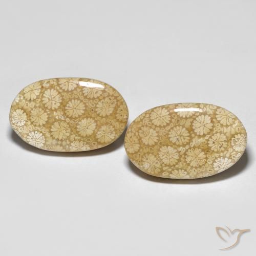 26.24ctw Naturale Multicolore Corallo fossile, Ovale, Opaco