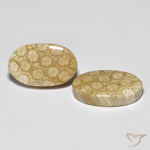 Gemme di Corallo fossile Multicolore naturale da 26.24 ct, Ovale, Opaco