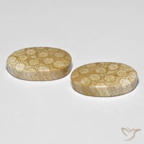 Gemme di Corallo fossile Multicolore naturale da 26.24 ct, Ovale, Opaco