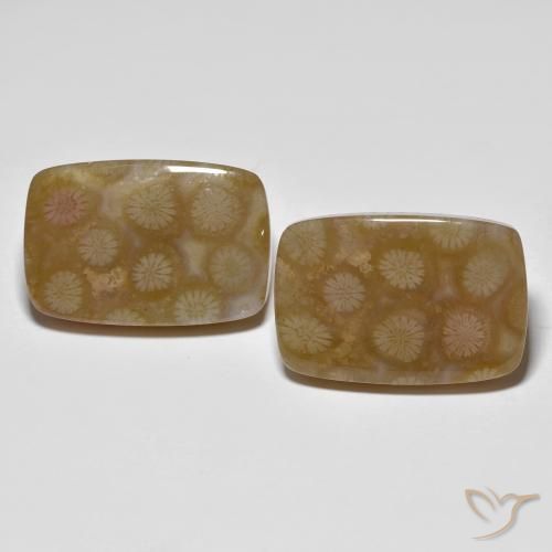 36.22ctw Naturale Multicolore Corallo fossile, Cuscino, Traslucido