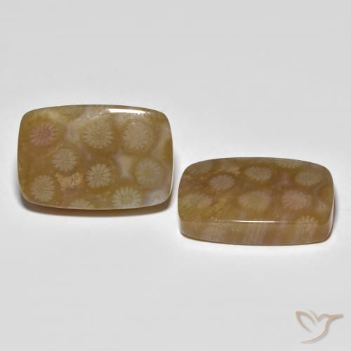 Gemme di Corallo fossile Multicolore naturale da 36.22 ct, Cuscino, Traslucido