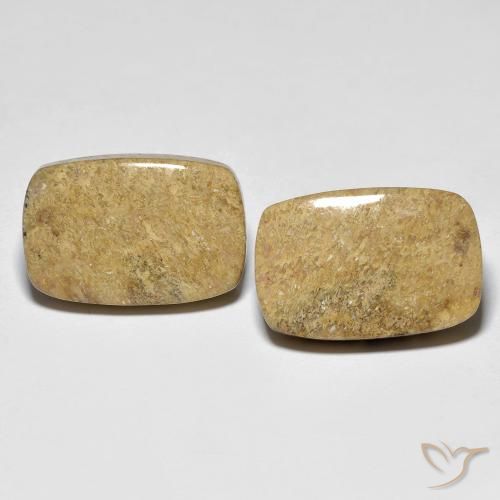23.12ctw Naturale Multicolore Corallo fossile, Cuscino, Opaco