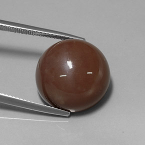 Pietra di luna naturale marrone da 20,19 ct, taglio rotondo, opaco