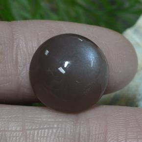 Pietra di luna naturale marrone da 12,26 ct, taglio rotondo, traslucido